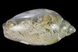 Polished, Chalcedony Replaced Gastropod Fossil - India #133526-1